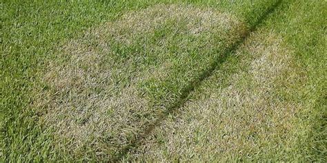Brown Patch Lawn Disease Recognize Treat And Avoid Progardentips
