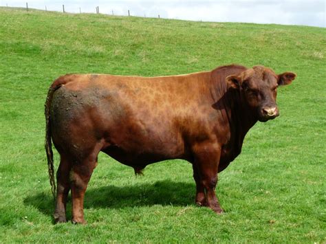 Windy Gowl Red Angus Bulls For Sale Aberdeen Angus Cattle Society