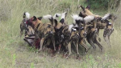 African Wild Dog Hunting In Botswana Youtube