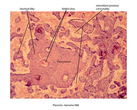 Placenta Histologie Wikiskripta