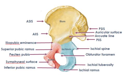 B6 Anat Pelvis Flashcards Quizlet