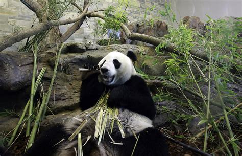 Wang Wang Wang Wang Photos New Giant Panda Enclosure Opens At