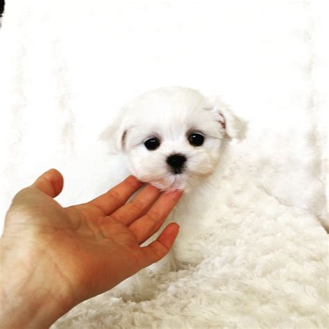 Teacup Maltese Puppy For Sale Iheartteacups