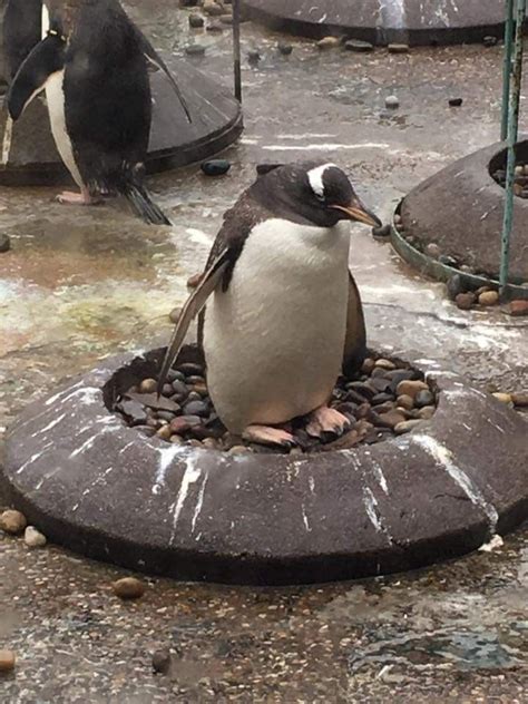 | bought loads this morning! Penguin Rock Edinburgh Zoo 🐧 | Penguins, Edinburgh zoo, Zoo