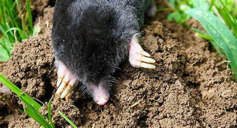 The Best Way To Keep Moles From Living In Your Southern Maine Yard