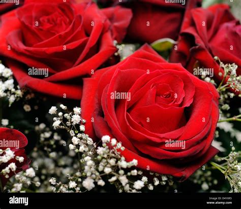 Red Passion Roses Stock Photo Alamy