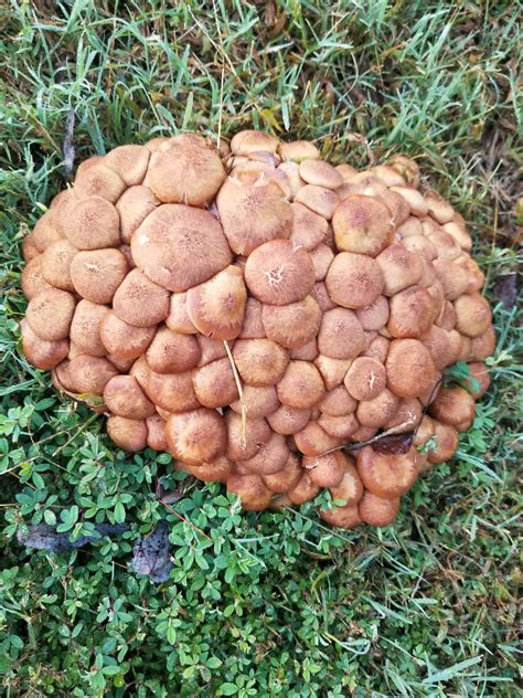 This Huge Cluster Of Mushrooms That Randomly Grew In My Yard