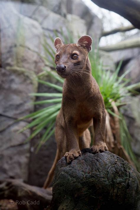 Fossa Is A Cat Like Carnivorous Mammal Epidemic To Madagascar It Is A