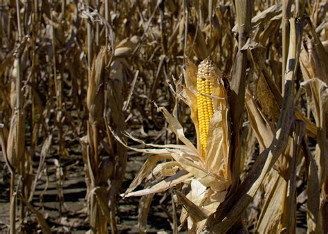 Corn posts solid harvest despite struggling start 