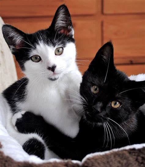 Tuxedo Cat Facts And Personality Tuxedo Cat Breed