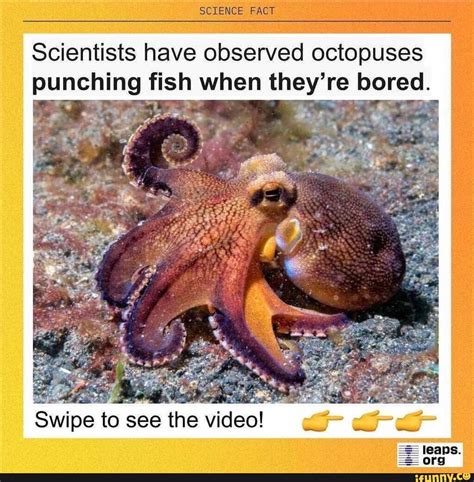 Science Fact Scientists Have Observed Octopuses Punching Fish When They