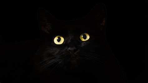 Download 1920x1080 Wallpaper Black Cat Muzzle Animal
