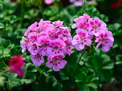 Shop for deer resistant wildflower seed mixes by the ounce or by the pound. 13 Rabbit-Resistant Annuals | HGTV