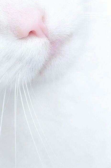 16 Cat Noses Zoomed In That Are Too Cute To Ignore Cute Kittens Cats