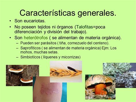 Características De Los Hongos ¡secretos And Propiedades 2021