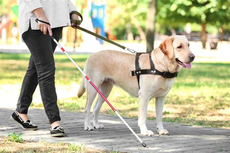 Conheça A História Do Cão Guia Para Cegos Seudog