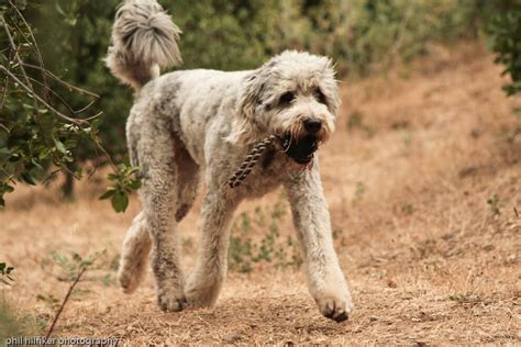 10 Most Popular Dog Breeds In Italy Page 4 Of 4 The Dogman