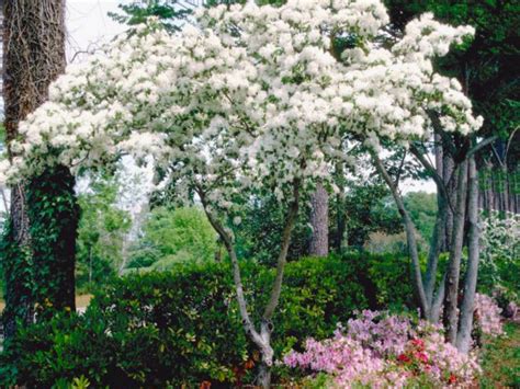 Don't let shrubs get too dense. 17 Low-Maintenance Plants and Dwarf Shrubs | DIY