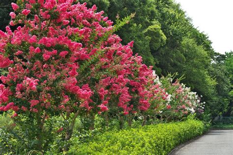 Flowering Shade Trees Zone 5 7 Small Flowering Trees For Small Spaces