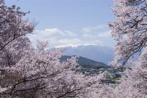 高遠の桜（伊那市観光協会様からお写真をご提供いただきました。） 観光 諏訪湖 観光スポット