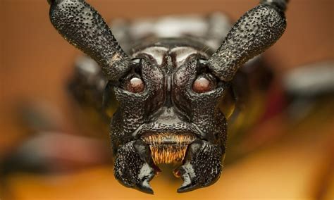 Up Close And Personal Amazing New Pictures Reveal The Devil Beetle That Is Terrorising