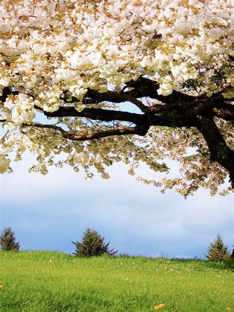Cherry Blossom Tree In A Field 1536x2048 Wallpaper