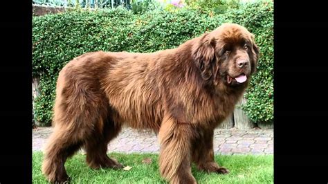 Beautiful Pictures Newfoundland Dog Breed Funnydogtv