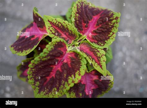 Coleus Blumei Leaves Stock Photo Alamy