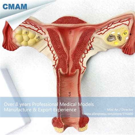 Over 283,379 anatomy pictures to choose from, with no signup needed. 12.12 CMAM ANATOMY05 Female Uterus Anatomy Model Show Female Genital Structures, Anatomy Models ...