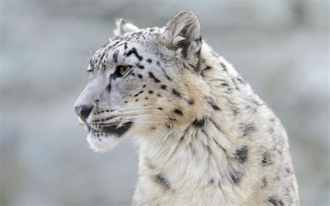 Snow Leopard Hd Wallpaper Background Image 2560x1600