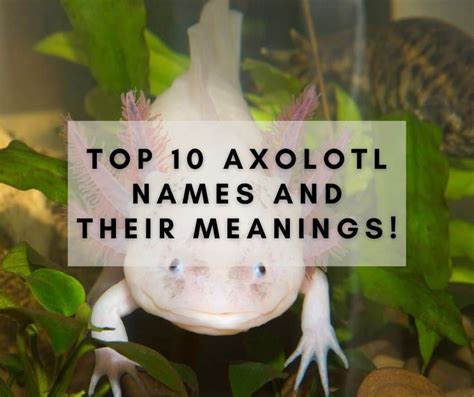 Finest Finned Friends Top 10 Axolotl Names And Their Meanings
