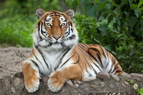 Should Siberian Tigers Seek Exotic Sumatran Mates Stanford News