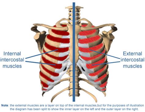Intercostal Muscles Medguidance