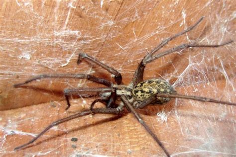 Brown Recluse Vs Wolf Spider