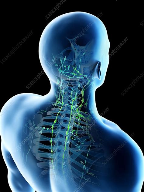 Lymph Nodes Of The Back And Neck Illustration Stock Image F026