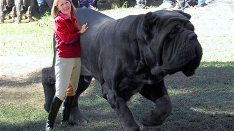 15 Biggest Dogs In The World Monster Dogs Worlds