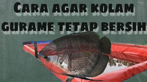 You start the game with a mass. Cara agar kolam gurame selalu bersih - YouTube
