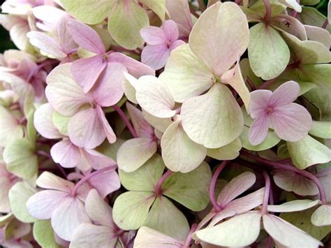 How To Grow Hydrangeas Everything You Need To Know Growing