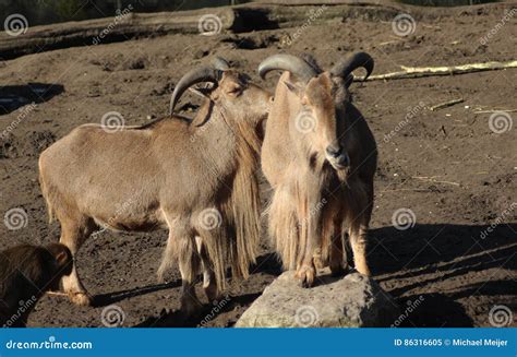 Group Of Barbary Sheep Wild Goats Antelope Lying Resting On Rocks