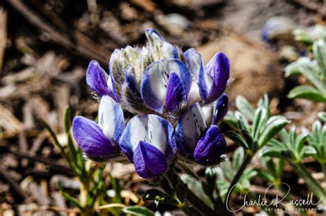 Nevada Wildflowers Charlie Russell Nature Photography