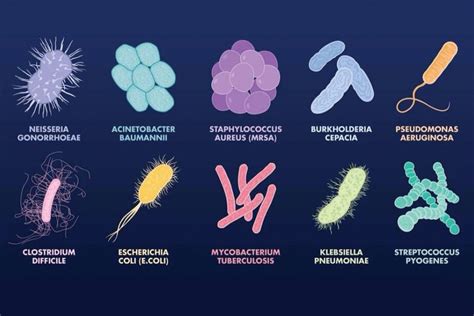 Los Diferentes Tipos De Bacterias Y Sus Caracter Sticas