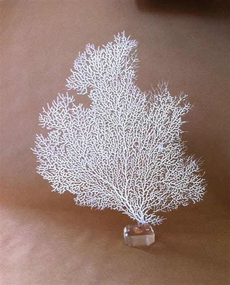 For details, visit the final fantasy xiv fan kit page. White Coral Sea Fan on Acrylic Base - Home Decor - los angeles - by NAK Home Decor