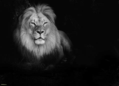 White Lion Wallpapers Top Free White Lion Backgrounds Wallpaperaccess