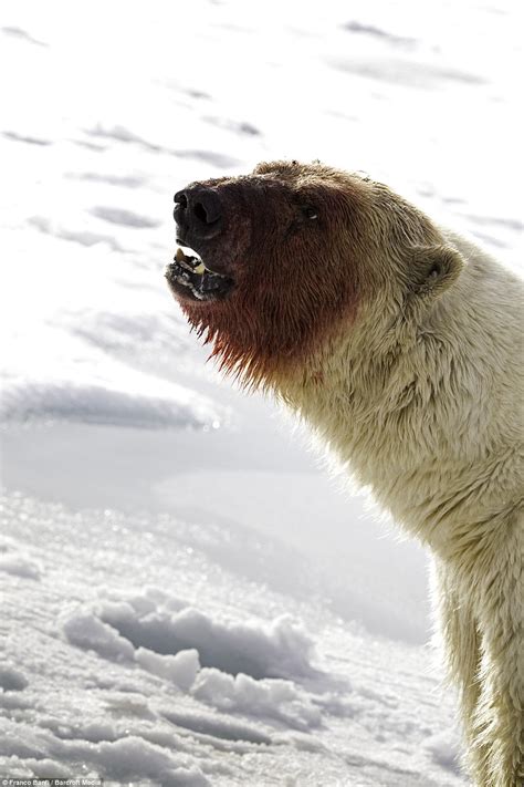 Polar Bears Left Spattered In Gore After Feasting Captured In