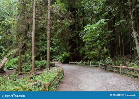A Gravel Path With A Wooden Fence In A Dense Evergreen Coniferous