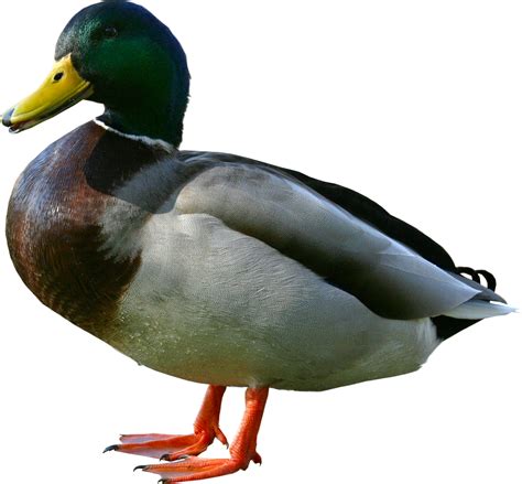 Ducks Clipart Male Duck Picture 971307 Ducks Clipart Male Duck