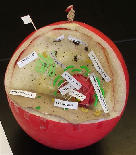 We did not find results for: Animal cell inside a balloon that had been filled with ...