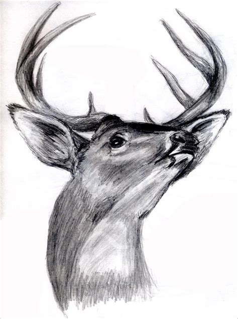 16 Deer Drawing Template And Why To Love It Template Business Psd