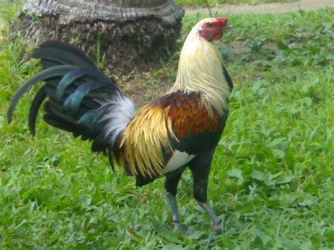 Fighting Cock Imported For Sale Adoption From Quezon