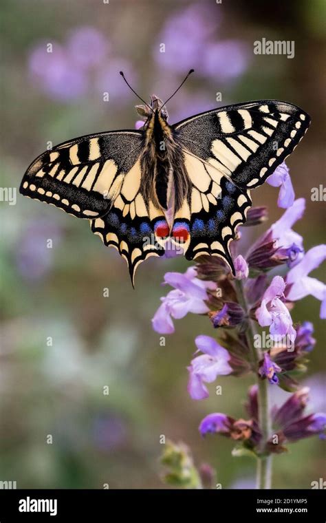 Farfalla Papilio Machaon Hi Res Stock Photography And Images Alamy